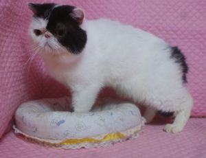 久しぶりのシャンプー あまのくん_e0033609_16504585.jpg