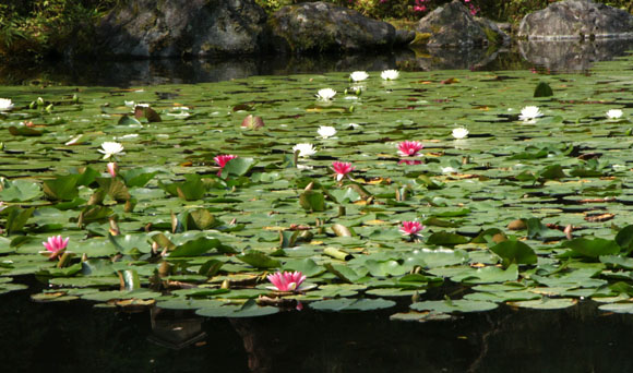 平安神宮 睡蓮満開_e0048413_16104362.jpg