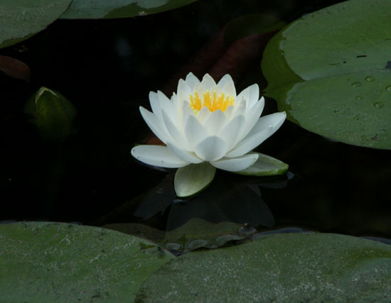平安神宮 睡蓮満開_e0048413_16111876.jpg