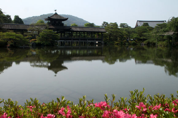 平安神宮 睡蓮満開_e0048413_1612295.jpg
