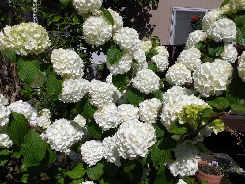 なんとも地味なヤマボウシの花_c0025115_21455090.jpg