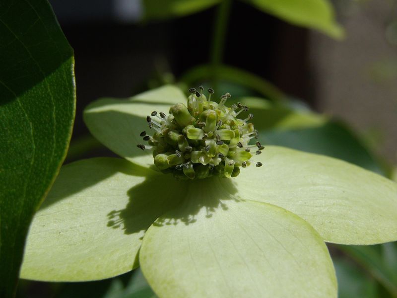 なんとも地味なヤマボウシの花_c0025115_21554234.jpg