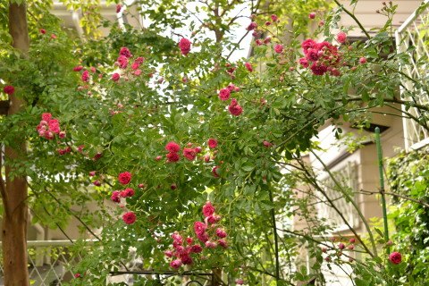 e0335926_22043779.jpg