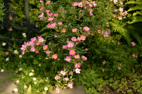 e0335926_23263954.jpg