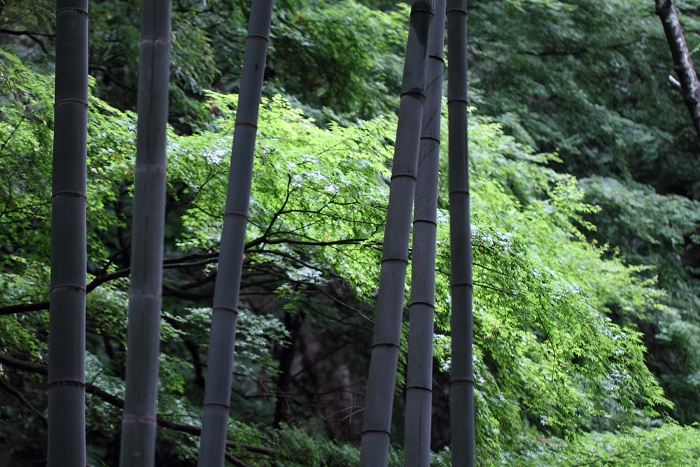 鎌倉散歩　#45 －初夏の金沢街道のお寺巡り（報国寺・後編）－_b0169330_2181075.jpg