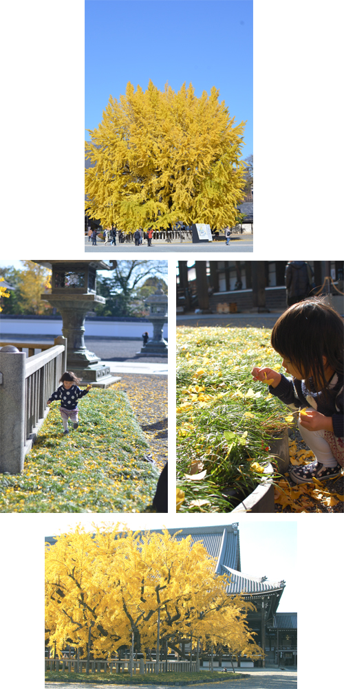 2013年の紅葉_e0195830_01401711.jpg