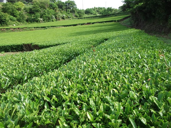 夏野菜の先陣はキューリです。_b0137932_65652100.jpg
