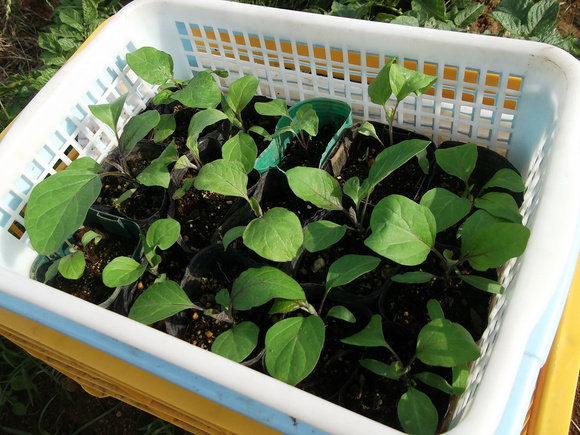 夏野菜の先陣はキューリです。_b0137932_6571474.jpg