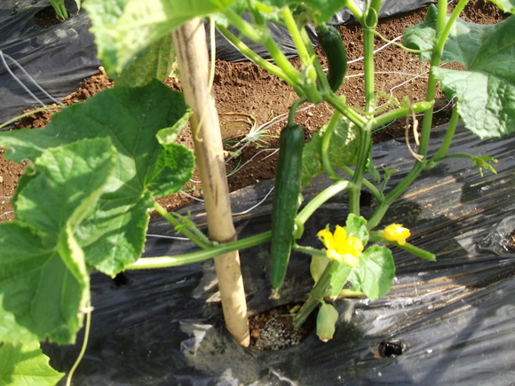 夏野菜の先陣はキューリです。_b0137932_6575010.jpg