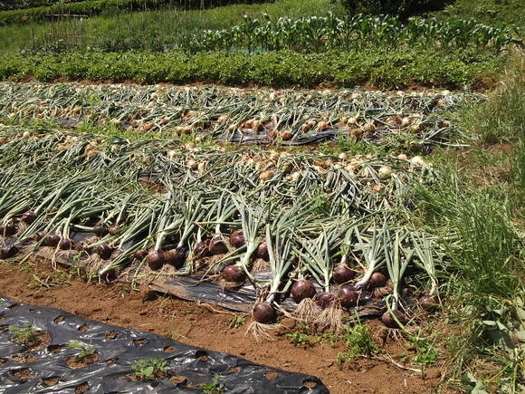 夏野菜の先陣はキューリです。_b0137932_6582894.jpg