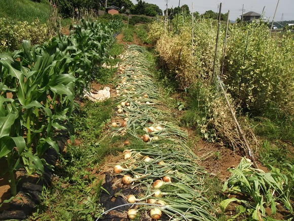 夏野菜の先陣はキューリです。_b0137932_6584790.jpg