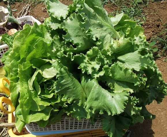 夏野菜の先陣はキューリです。_b0137932_7183433.jpg