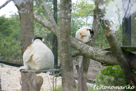 糸井さんの「パリの動物園とオレたちの歯」　パリ4日目_c0024345_1712146.jpg