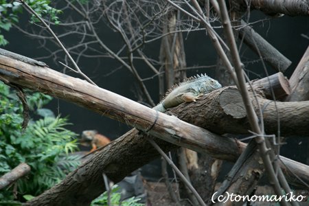 糸井さんの「パリの動物園とオレたちの歯」　パリ4日目_c0024345_1713281.jpg