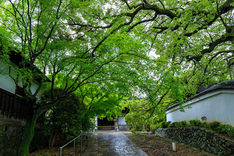 霧島の庭（青蓮院門跡）_f0155048_23525199.jpg