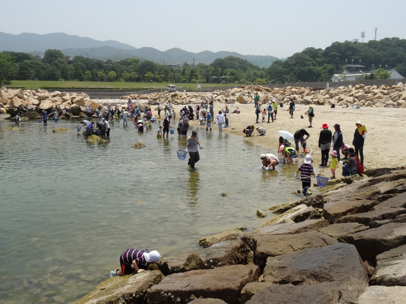 『第７回大阪湾生き物一斉調査』in せんなん里海公園人工磯浜砂浜海岸_c0108460_22260463.jpg