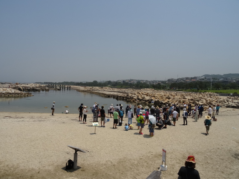 『第７回大阪湾生き物一斉調査』in せんなん里海公園人工磯浜砂浜海岸_c0108460_22260747.jpg