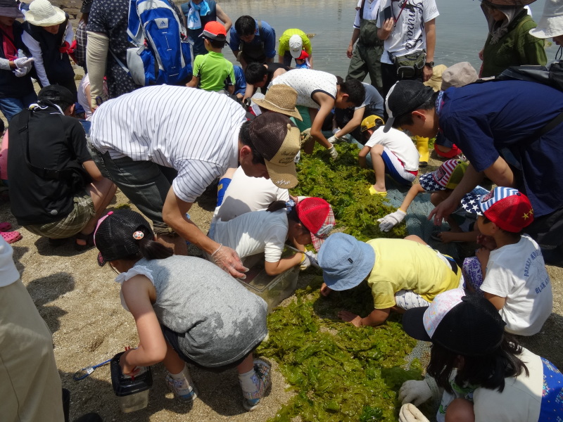 『第７回大阪湾生き物一斉調査』in せんなん里海公園人工磯浜砂浜海岸_c0108460_22275593.jpg