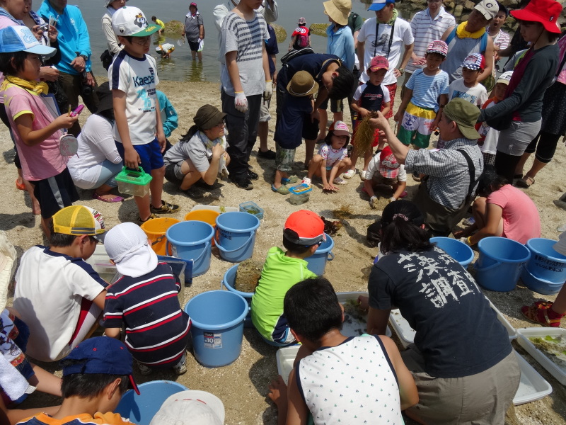 『第７回大阪湾生き物一斉調査』in せんなん里海公園人工磯浜砂浜海岸_c0108460_22275595.jpg