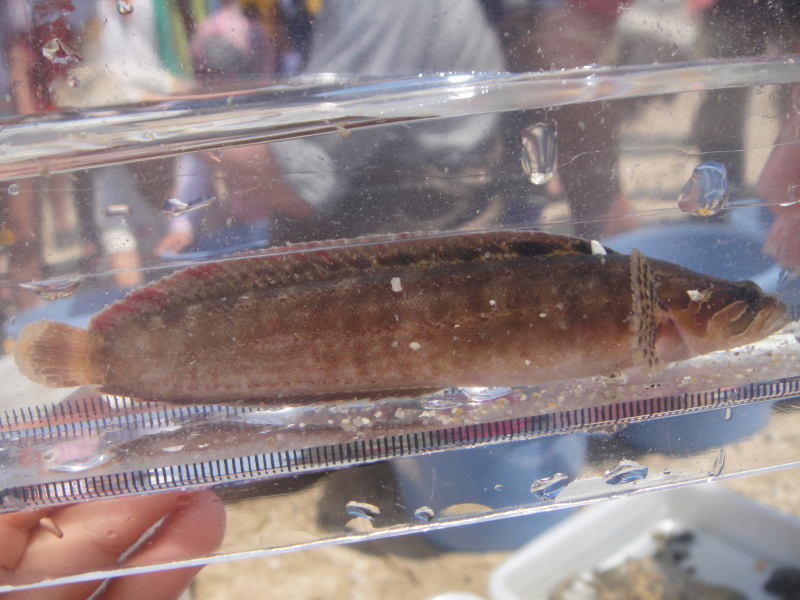『第7回大阪湾生き物一斉調査』in せんなん里海公園人工磯浜砂浜海岸 by (TATE-misaki)_c0108460_22275790.jpg