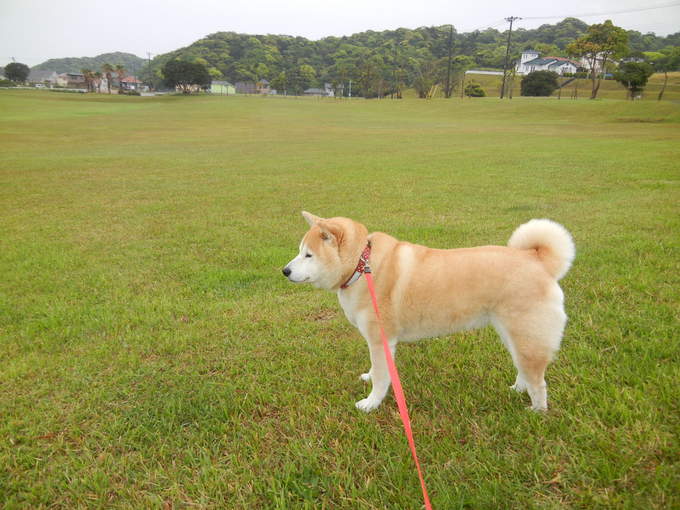 ’14,5,31(土)今日もお花散歩と俳句!_f0060461_10512342.jpg