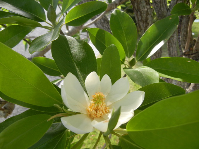 ’14,5,31(土)今日もお花散歩と俳句!_f0060461_1056566.jpg