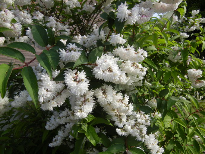 ’14,5,31(土)今日もお花散歩と俳句!_f0060461_10575546.jpg