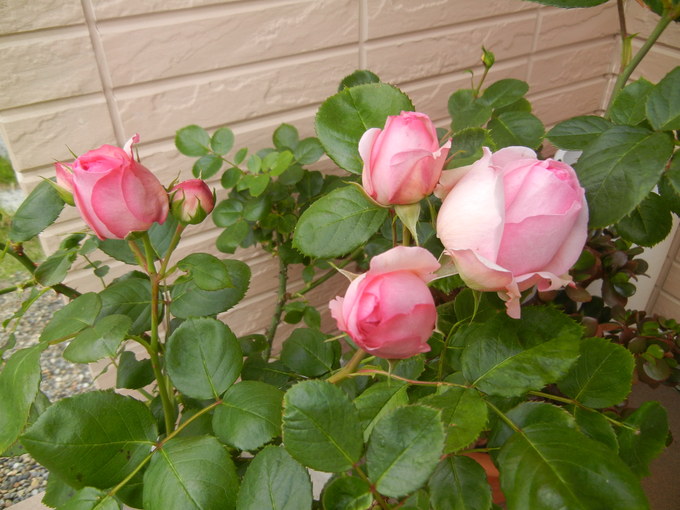 ’14,5,31(土)今日もお花散歩と俳句!_f0060461_1103682.jpg