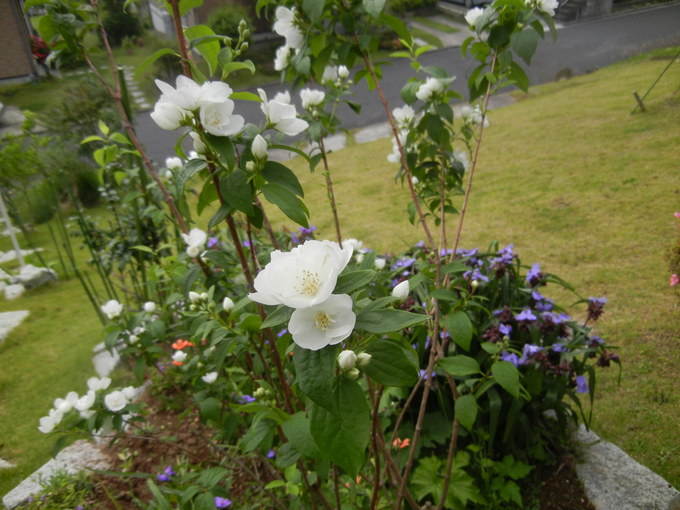 ’14,5,31(土)今日もお花散歩と俳句!_f0060461_1112064.jpg