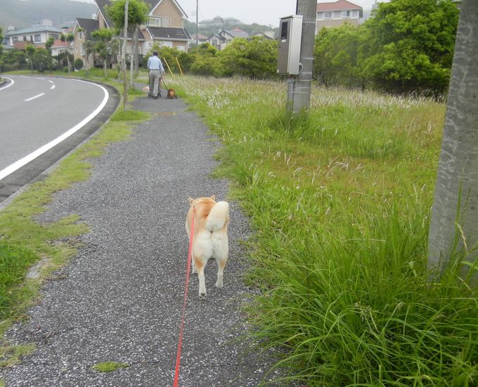’14,5,31(土)今日もお花散歩と俳句!_f0060461_11202091.jpg