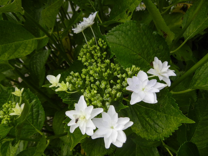 ’14,5,31(土)今日もお花散歩と俳句!_f0060461_115750.jpg
