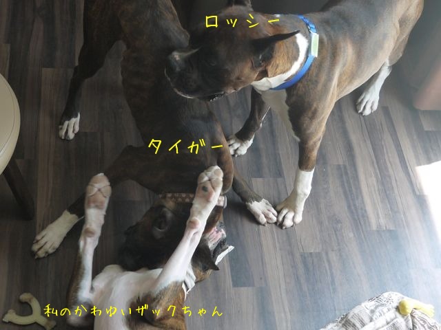 f0177261_20491331.jpg