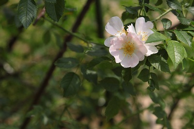 2014年5月25日　神代植物公園_d0177073_21114422.jpg