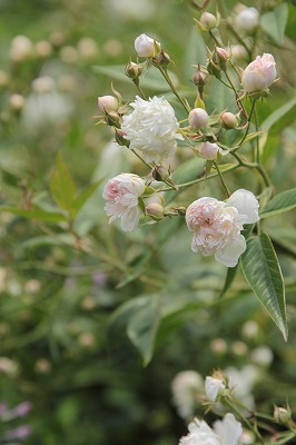 2014年5月25日　神代植物公園_d0177073_2155875.jpg