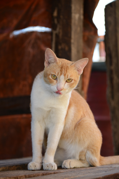 ミャンマーの猫写真_e0171573_2354083.jpg