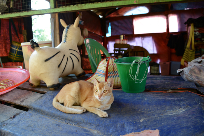 ミャンマーの猫写真_e0171573_2354596.jpg