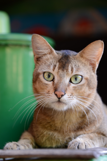 ミャンマーの猫写真_e0171573_236120.jpg