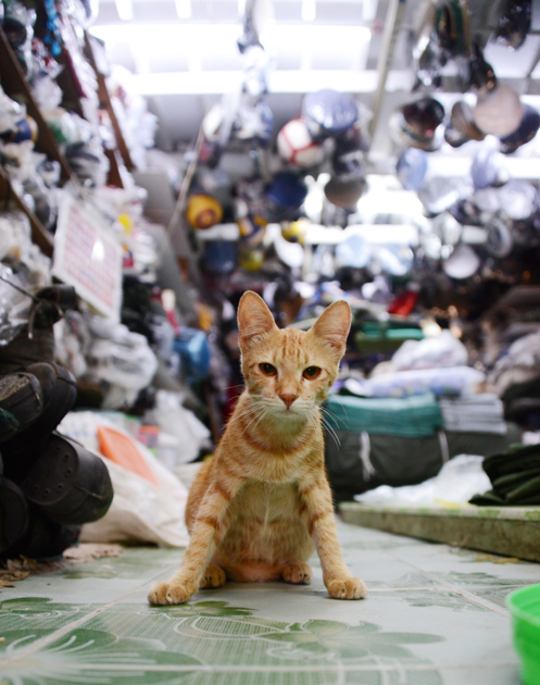 ミャンマーの猫写真_e0171573_2364513.jpg