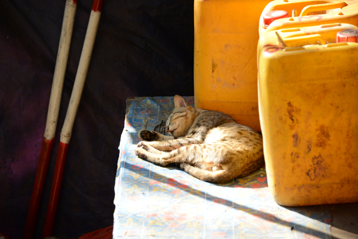 ミャンマーの猫写真_e0171573_2365187.jpg