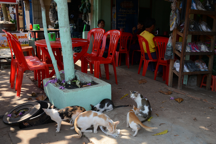 ミャンマーの猫写真_e0171573_237135.jpg