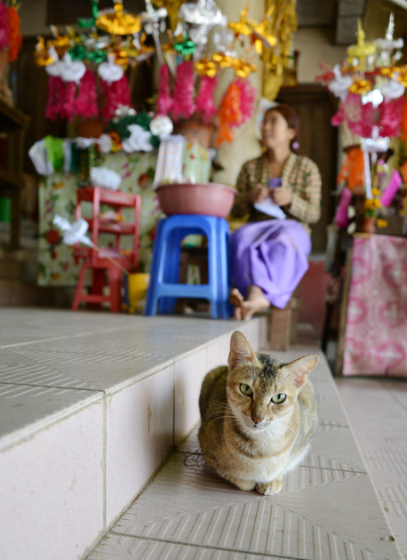 ミャンマーの猫写真_e0171573_2373899.jpg