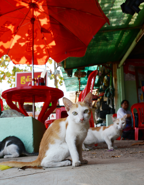 ミャンマーの猫写真_e0171573_237638.jpg