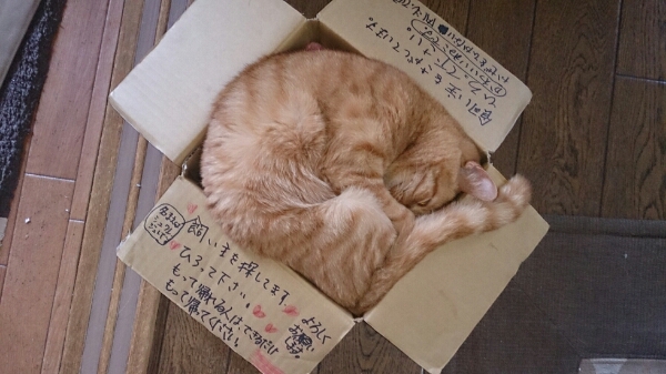 まぬけ猫 : 875のキャンパス