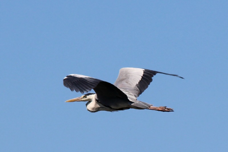 越谷レイクタウン周辺の野鳥_a0127090_141743100.jpg