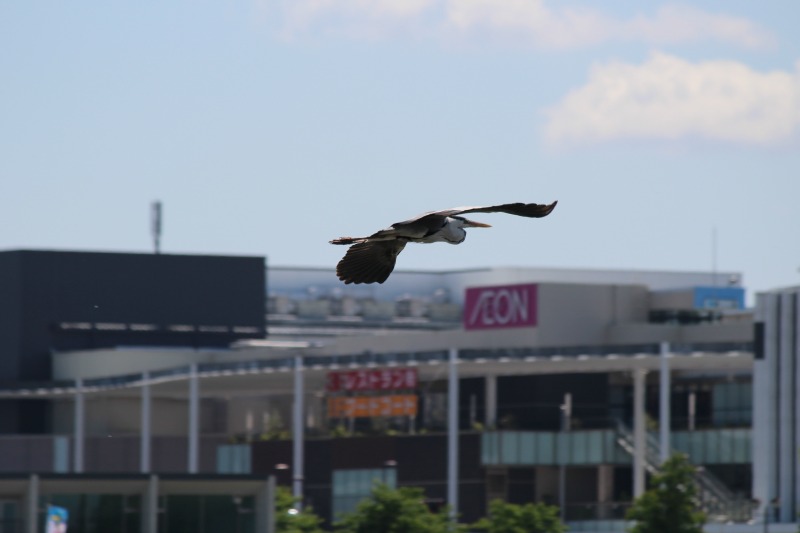 越谷レイクタウン周辺の野鳥_a0127090_14263129.jpg