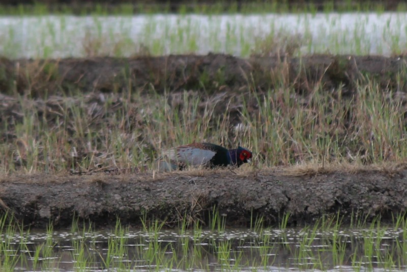 越谷レイクタウン周辺の野鳥_a0127090_1434894.jpg