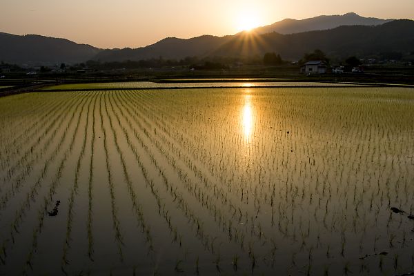 北嵯峨の水田風景_e0193503_11495184.jpg