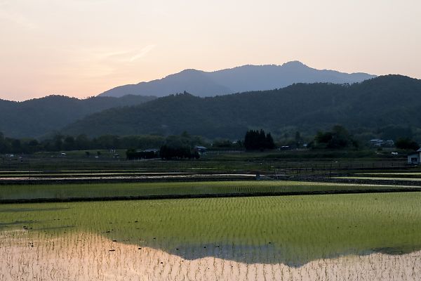 北嵯峨の水田風景_e0193503_11512472.jpg