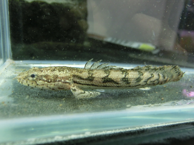 2014年熱帯魚入荷情報!Vol.13 (5/19~5/22)_b0141806_23344860.jpg