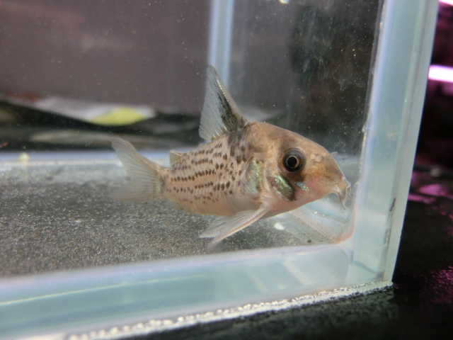 2014年熱帯魚入荷情報!Vol.13 (5/19~5/22)_b0141806_23355518.jpg